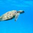 Tortues d’Akumal : une expérience à ne pas manquer au Mexique !